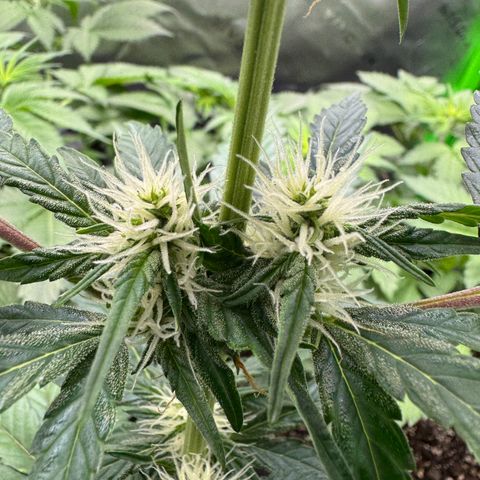 Blue Mystic Automatic(SoloCupRun) growlog timeline photo