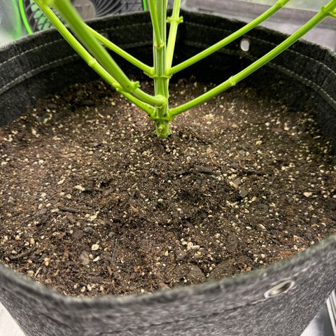 White Truffle Auto growlog timeline photo