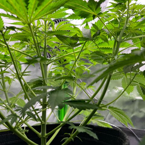 White Truffle Auto growlog timeline photo