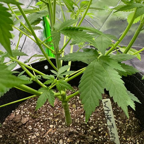 White Truffle Auto growlog timeline photo