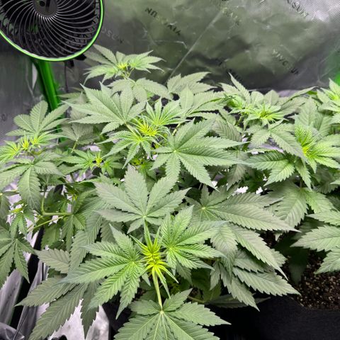 White Truffle Auto growlog timeline photo