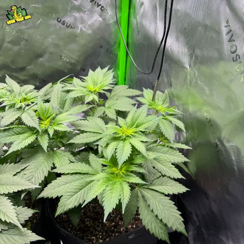 Glue growlog timeline photo