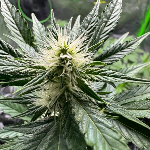 Blue Mystic Automatic(SoloCupRun) growlog timeline photo