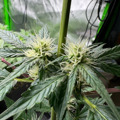 Blue Mystic Automatic(SoloCupRun) growlog timeline photo