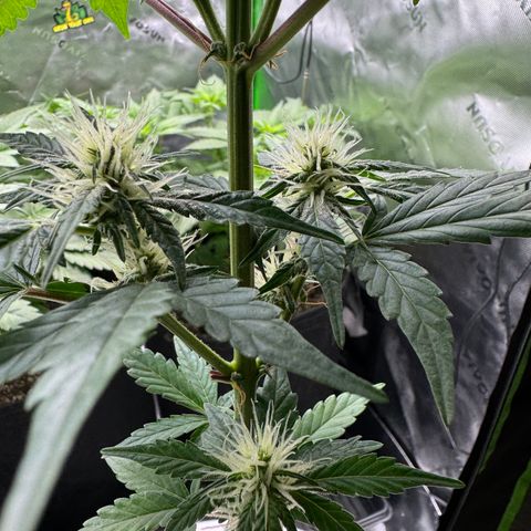 Blue Mystic Automatic(SoloCupRun) growlog timeline photo