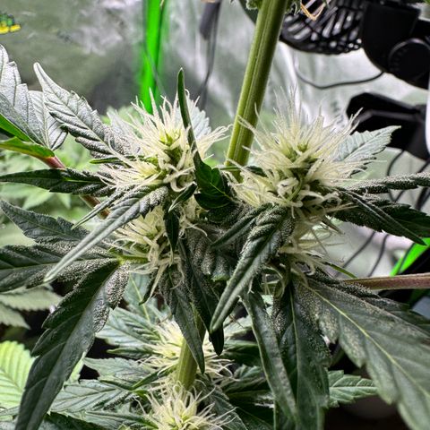 Blue Mystic Automatic(SoloCupRun) growlog timeline photo