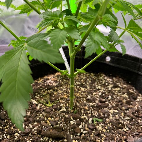 Glue growlog timeline photo