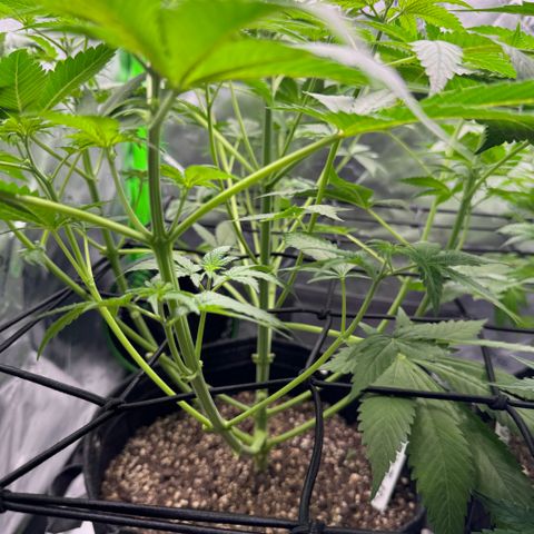 White Truffle Auto growlog timeline photo