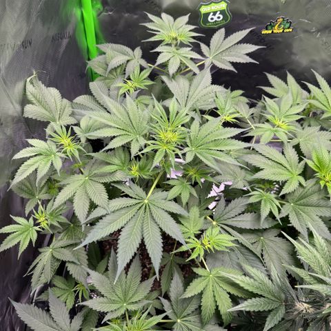 White Truffle Auto growlog timeline photo