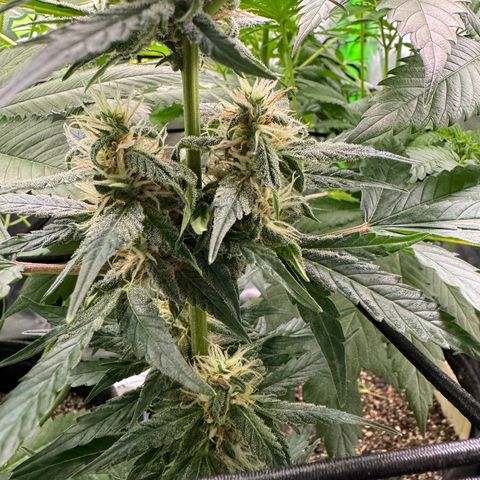Blue Mystic Automatic(SoloCupRun) growlog timeline photo