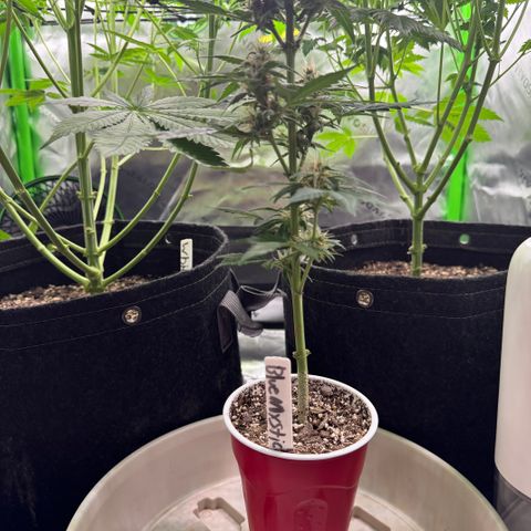 Blue Mystic Automatic(SoloCupRun) growlog timeline photo