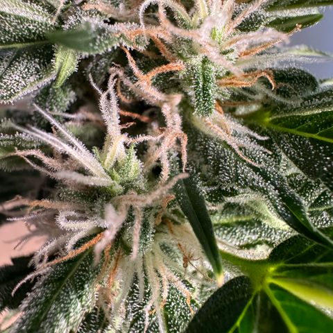 Blue Mystic Automatic(SoloCupRun) growlog timeline photo
