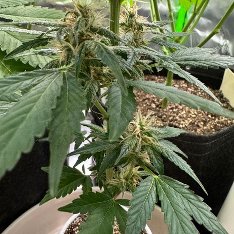 Blue Mystic Automatic(SoloCupRun) growlog timeline photo