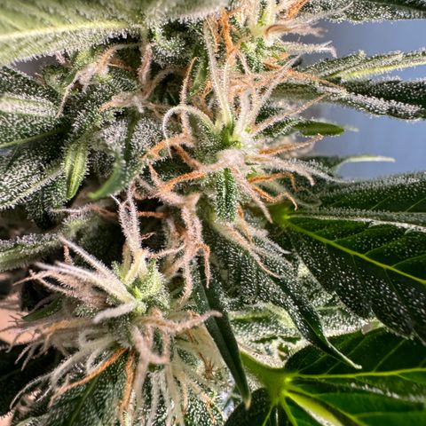 Blue Mystic Automatic(SoloCupRun) growlog timeline photo