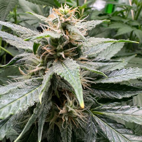 Blue Mystic Automatic(SoloCupRun) growlog timeline photo