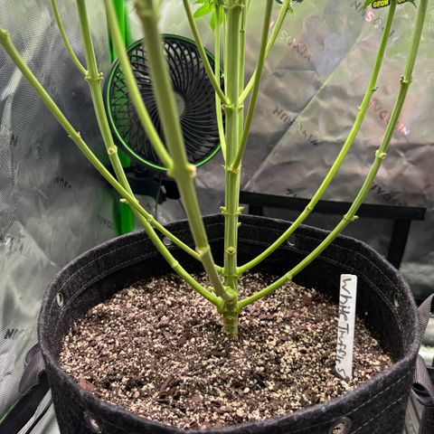 White Truffle Auto growlog timeline photo