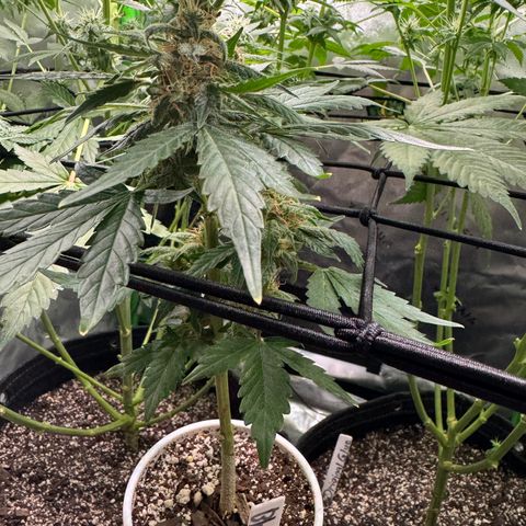 Blue Mystic Automatic(SoloCupRun) growlog photo: Day 48F