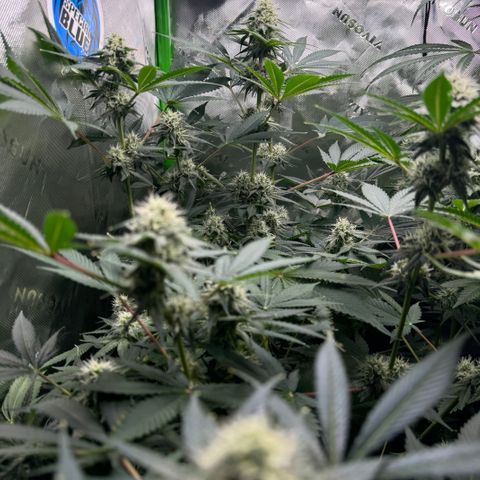 White Truffle Auto growlog timeline photo