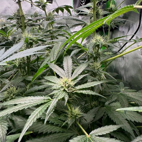 Glue growlog photo: Day 24F