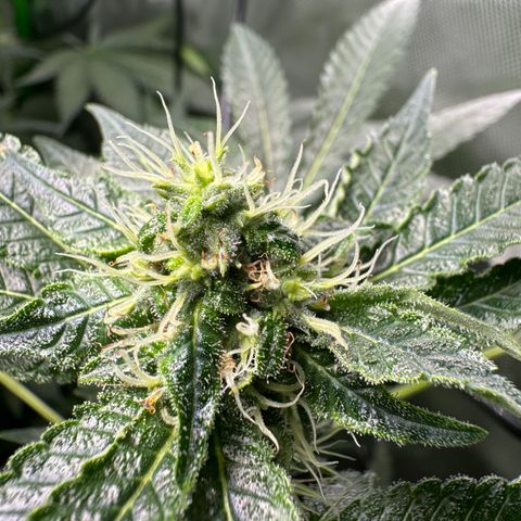 Glue growlog photo: Day 24F
