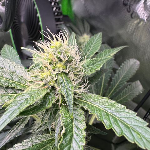Glue growlog photo: Day 24F