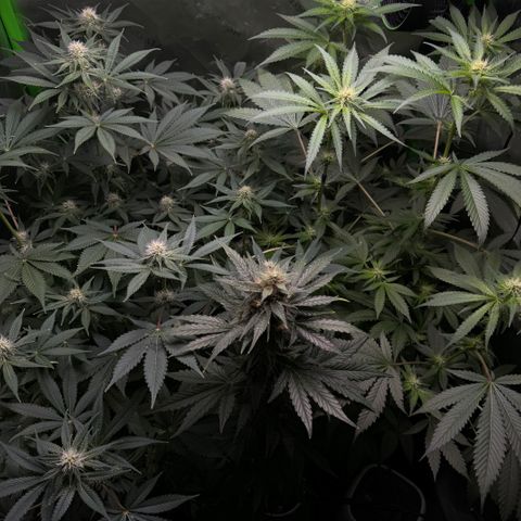 White Truffle Auto growlog timeline photo