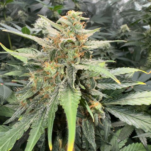 Blue Mystic Automatic(SoloCupRun) growlog photo: Day 48F
