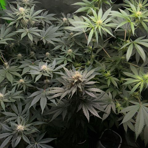 White Truffle Auto growlog timeline photo