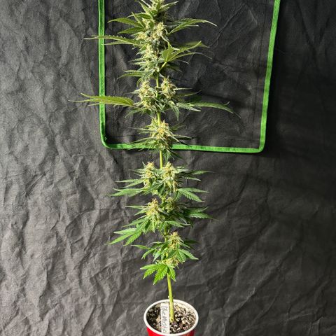 Blue Mystic Automatic(SoloCupRun) growlog timeline photo