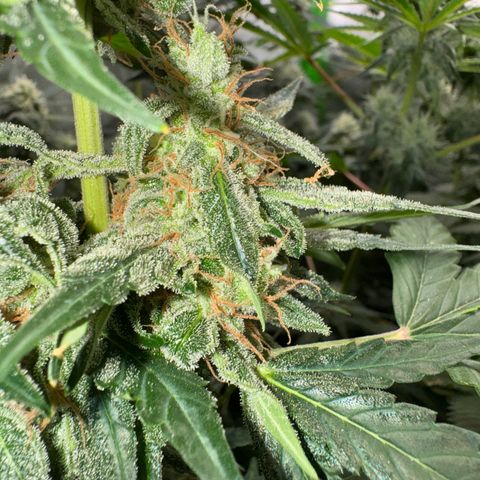 Blue Mystic Automatic(SoloCupRun) growlog photo: Day 48F