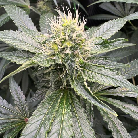Glue growlog photo: Day 24F
