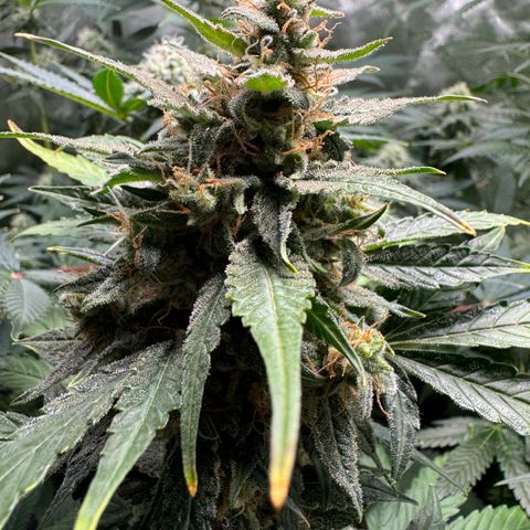 Blue Mystic Automatic(SoloCupRun) growlog photo: Day 48F