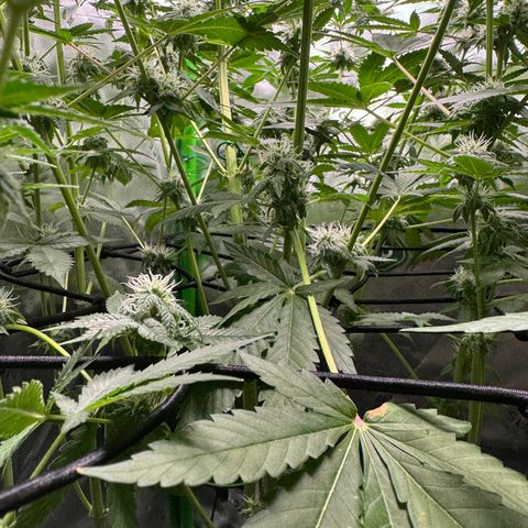 White Truffle Auto growlog timeline photo
