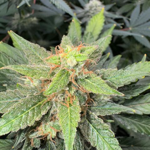 Blue Mystic Automatic(SoloCupRun) growlog photo: Day 48F