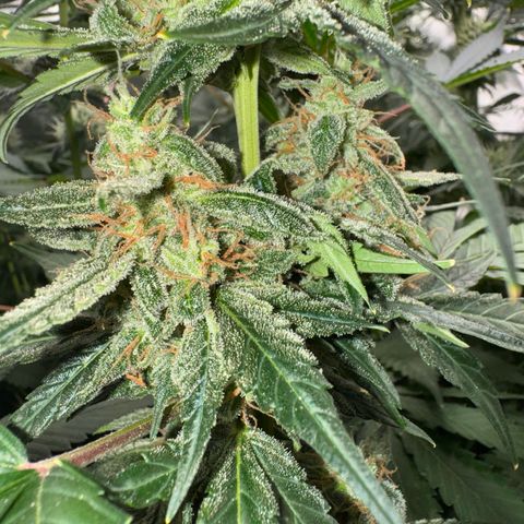 Blue Mystic Automatic(SoloCupRun) growlog photo: Day 48F
