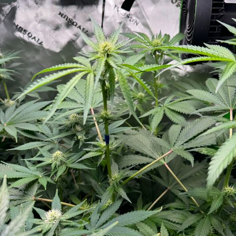 Glue growlog timeline photo