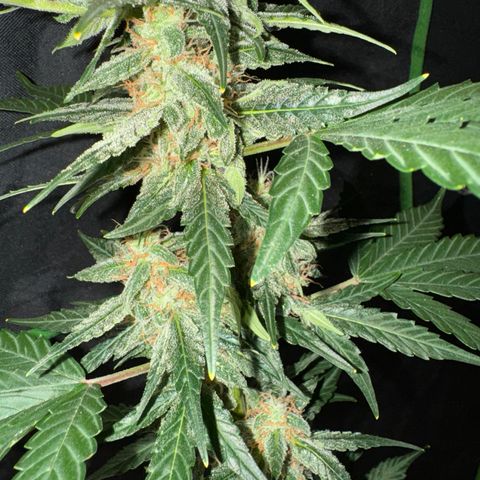 Blue Mystic Automatic(SoloCupRun) growlog timeline photo