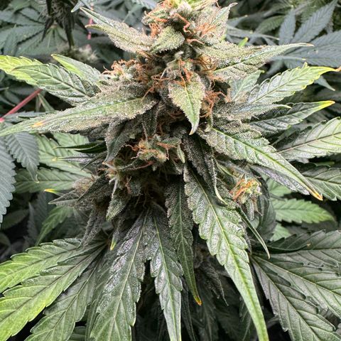 Blue Mystic Automatic(SoloCupRun) growlog photo: Day 48F