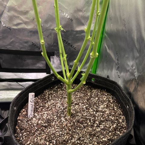 Glue growlog photo: Day 24F