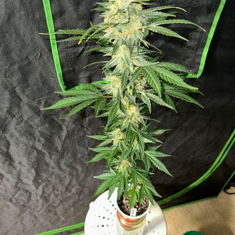 Blue Mystic Automatic(SoloCupRun) growlog timeline photo