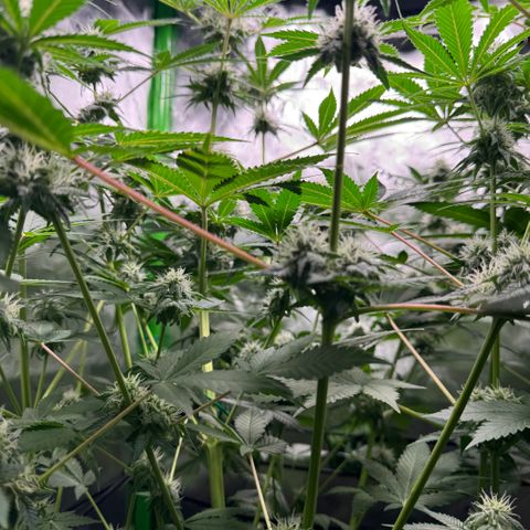 White Truffle Auto growlog timeline photo