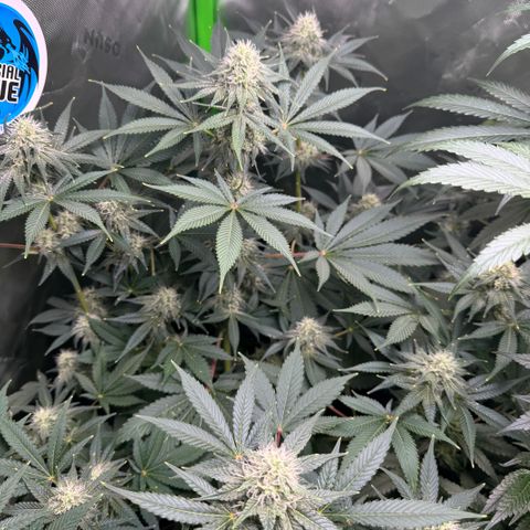 White Truffle Auto growlog timeline photo