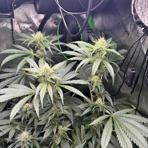 Glue growlog photo: Day 24F