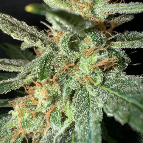 Blue Mystic Automatic(SoloCupRun) growlog timeline photo