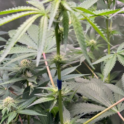 Glue growlog timeline photo