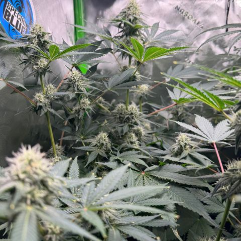 White Truffle Auto growlog timeline photo