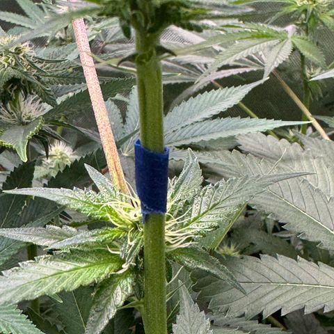 Glue growlog timeline photo