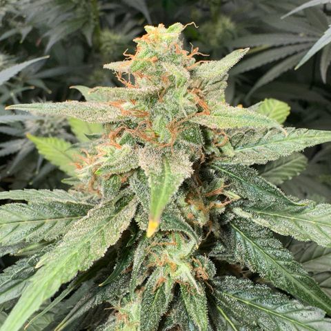 Blue Mystic Automatic(SoloCupRun) growlog photo: Day 48F
