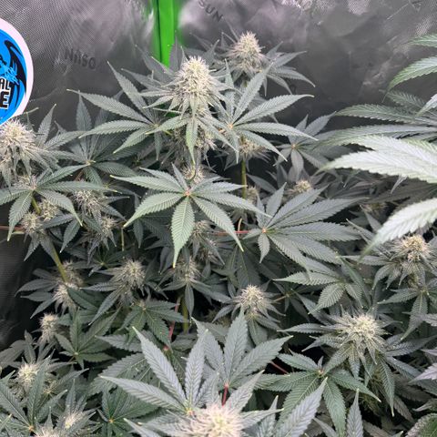 White Truffle Auto growlog timeline photo