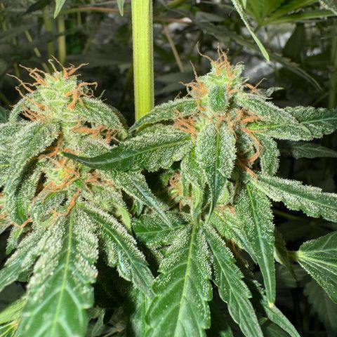Blue Mystic Automatic(SoloCupRun) growlog photo: Day 48F